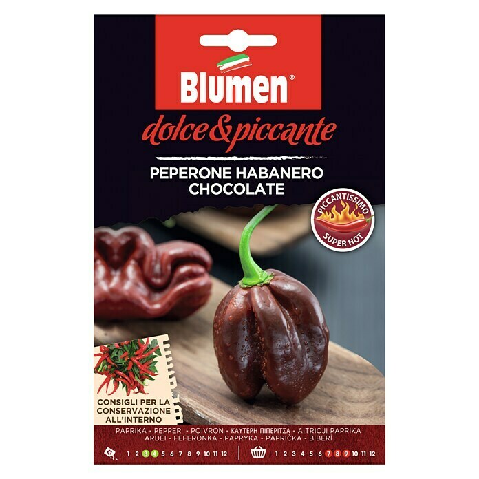 Chili 'Habanero Chocolate'