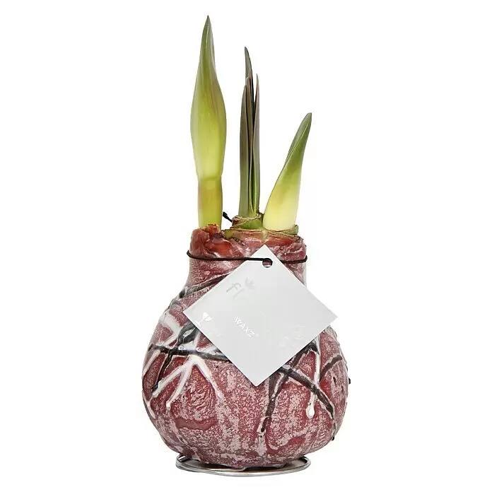 Piardino Amaryllis Waxz® van Gogh - Hippeastrum x Hybrid, Blütenfarbe: Rot, Rot - Vorderansicht