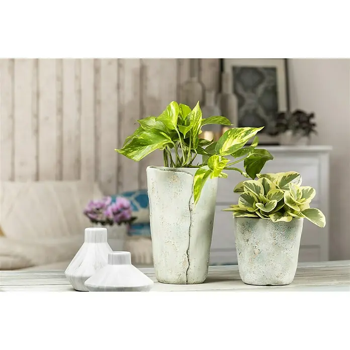 Piardino Zwergpfeffer - Peperomia obtusifolia Variegata, Topfgröße: 12 cm, Blattfarbe: Grün/Weiß - Pflanzenarrangement mit zwei strukturierten Töpfen und weißen Marmorvasen auf einem Holztisch.