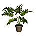 Planta artificial Filondendron 