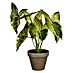 Planta artificial Syngonium 