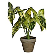 Planta artificial Syngonium (Altura: 28 cm, Verde, Plástico) | BAUHAUS