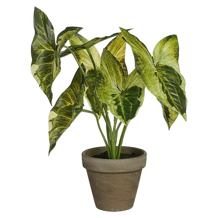 Planta artificial Syngonium - Altura: 28 cm, Verde, Plástico - Una planta decorativa artificial de Syngonium podophyllum en una olla de terracota, que añade un toque de verdor a cualquier habitación.