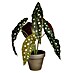 Planta artificial Begonia Maculata 