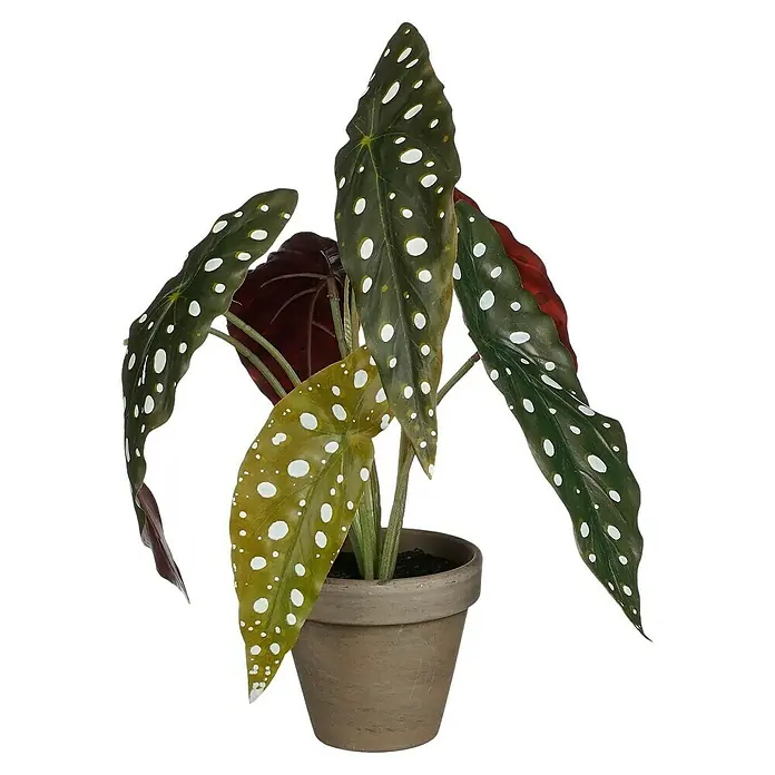 Planta artificial Begonia Maculata - Altura: 28 cm, Verde, Plástico - Planta en maceta con hojas de lunares en una maceta sencilla y terrosa.