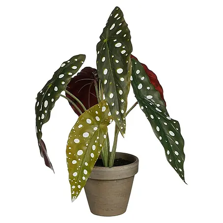 Planta artificial Begonia Maculata