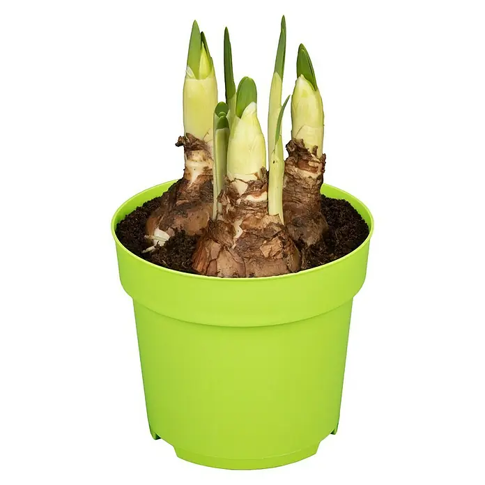 Piardino Frühlingsblumenzwiebeln Narzisse 'Bridal Crown' - Narcissus poeticus 'Bridal Crown' - Ein grüner Topf mit Blumenzwiebeln, die gerade austreiben. Ideal für den Frühling und zur Dekoration des Hauses.