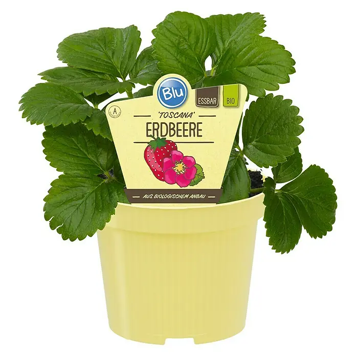 Blu Bio Erdbeere Bio Gourmet Toscana - Fragaria x ananassa, Erntezeit: Mai - Eine Topfpflanze Erdbeere 'Toscana' mit grünen Blättern und einer gelben Pflanzetikettierung, die Erdbeeren zeigt.