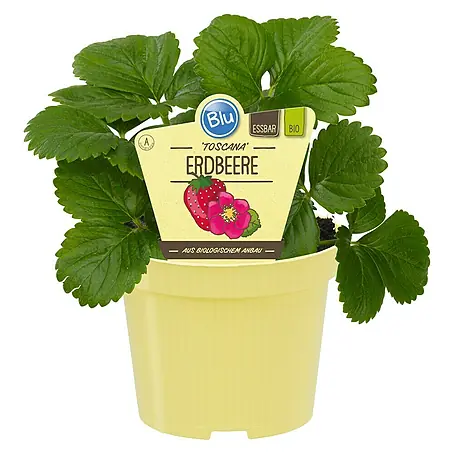 Blu Bio Erdbeere Bio Gourmet Toscana