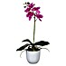 Edelmann Umjetna biljka Phalaenopsis 