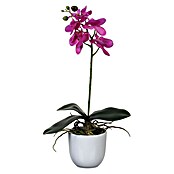 Edelmann Umjetna biljka Phalaenopsis  (Visina: 48 cm, Ljubičasta, Plastika) | BAUHAUS