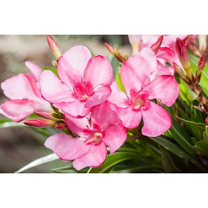 Piardino OleanderNerium oleander, Topfgröße: 24 cm, Blütenfarbe: Sortenabhängig Detail Shot