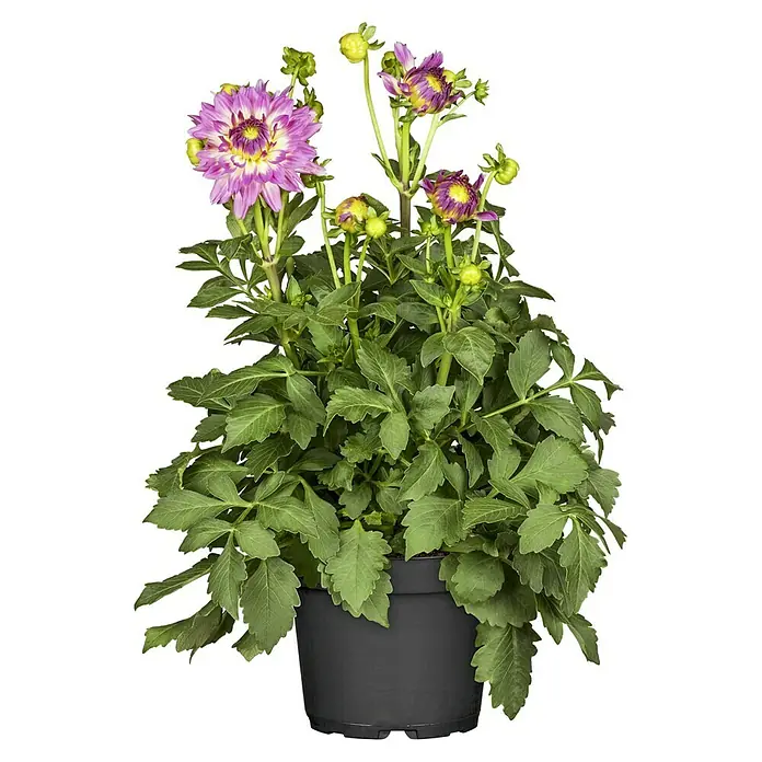 Piardino Dahlie - Dahlia, Topfgröße: 19 cm - Nahaufnahme einer Dahlie im Topf. Die Dahlie hat violette Blütenblätter und gelbe Akzente, umgeben von üppigem Grün.