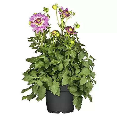 Piardino  Dahlie