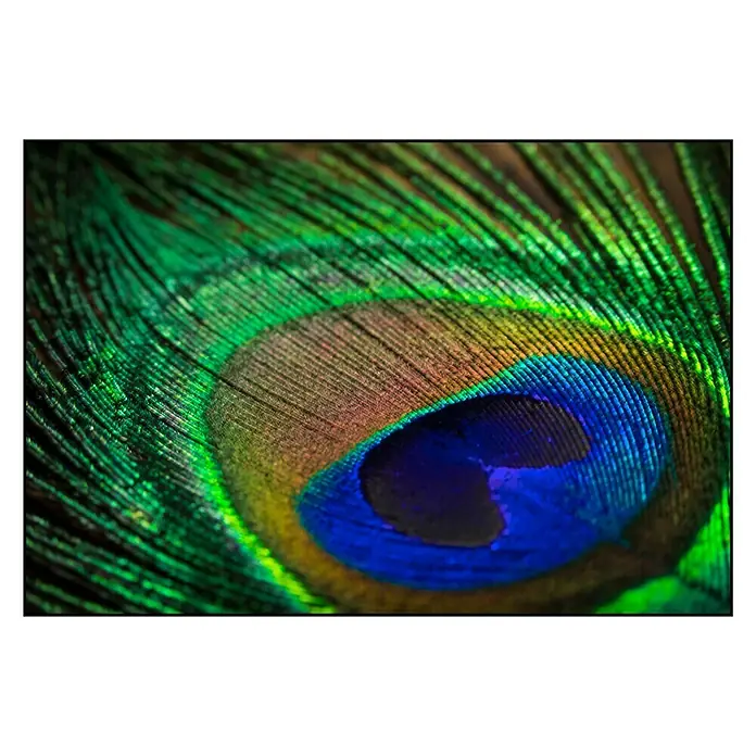 Cuadro Turkey feathers - Plumas de pavo, An x Al: 90 x 60 cm - Primer plano de una brillante pluma de pavo real, que muestra su fascinante gama de colores verde, azul y dorado.
