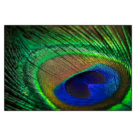 Cuadro Turkey feathers