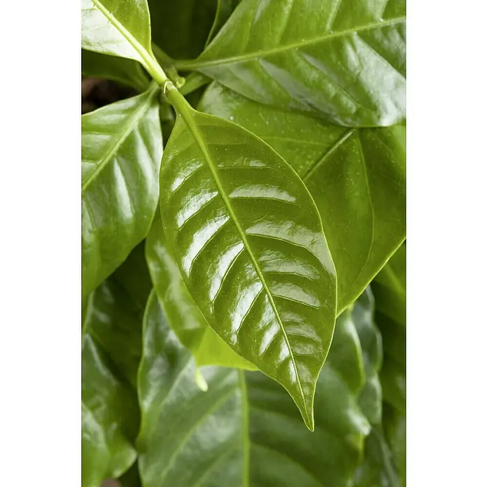 Piardino Kaffeestrauch - Topfgröße: 12 cm - Nahaufnahme einer Kaffeepflanze mit glänzenden, grünen Blättern, die die gesunde und lebendige Natur der Pflanze hervorheben.