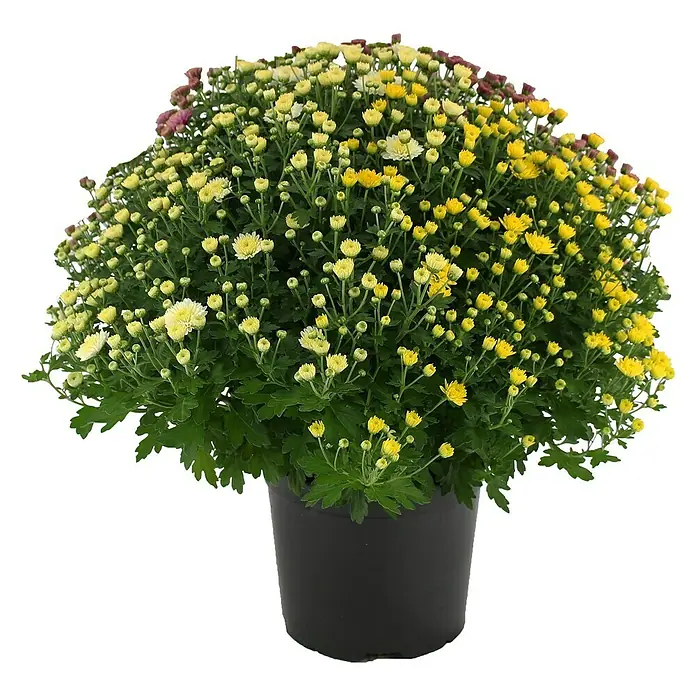 Piardino Multiflora-Chrysantheme - Dendranthema indicum, Topfgröße: 19 cm, Mehrfarbig - Nahaufnahme einer Topfpflanze mit gelben und weißen Chrysanthemen, die eine lebendige und herbstliche Atmosphäre verbreitet.
