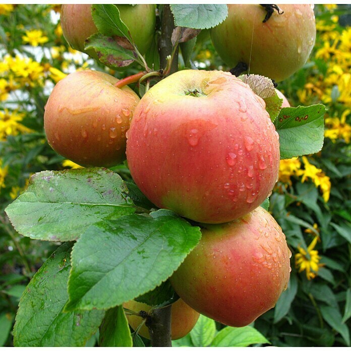 Apfelbaum Rote Goldparmäne (Malus domestica Rote Goldparmäne, Topfgröße: 10 l, Erntezeit: September - Oktober)