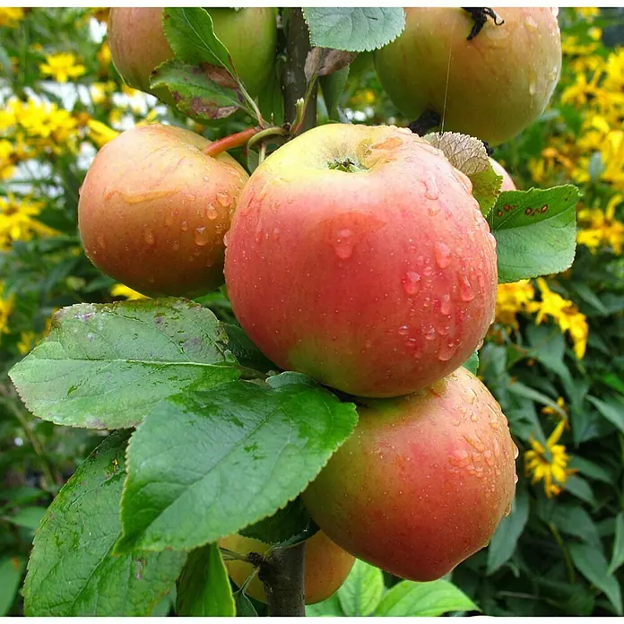 Apfelbaum Rote Goldparmäne - Malus domestica Rote Goldparmäne, Erntezeit: September - Nahaufnahme von reifen Äpfeln mit Wassertropfen an einem Apfelbaum, umgeben von grünen Blättern und gelben Blumen im Hintergrund.
