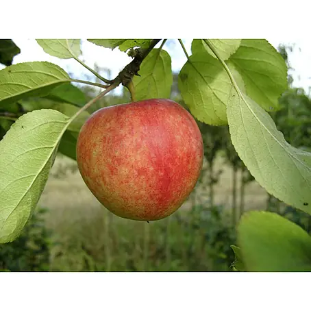 Apfelbaum Cox Orangenrenette