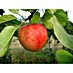 Apfelbaum Cox Orangenrenette 
