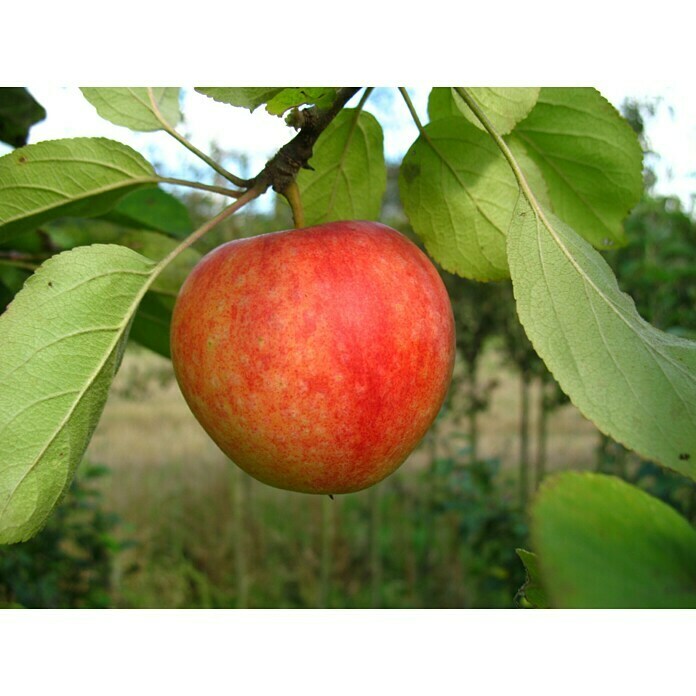 Apfelbaum Cox Orangenrenette (Malus domestica Cox Orangenrenettte, Erntezeit: Ab September)