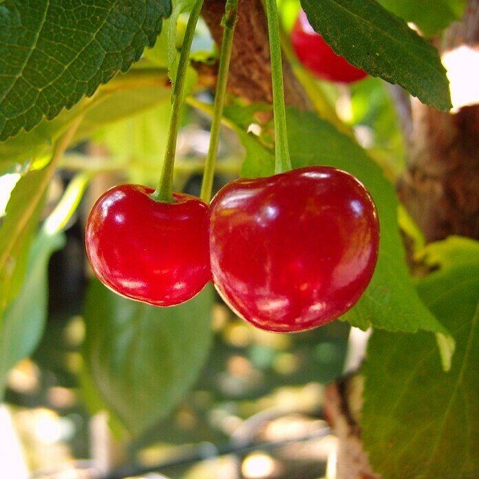 Sauerkirschbaum Ungarische TraubigePrunus cerasus, Erntezeit: Juli Unknown