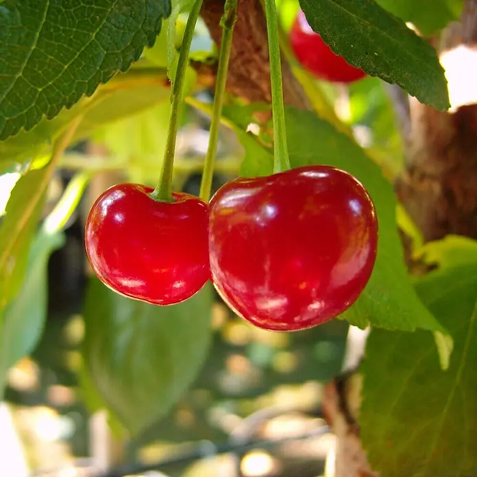 Sauerkirschbaum Ungarische TraubigePrunus cerasus, Erntezeit: Juli - Nahaufnahme von zwei prallen, roten Kirschen, die an einem Baum hängen, umgeben von grünen Blättern im Sonnenlicht.