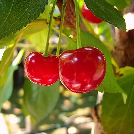 Sauerkirschbaum Ungarische Traubige