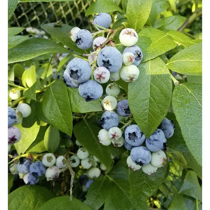 Heidelbeere Duke - Vaccinium corymbosum Duke, Erntezeit: Juli - Nahaufnahme von frischen, reifen und unreifen Blaubeeren an einem Strauch, die eine köstliche Ernte versprechen.