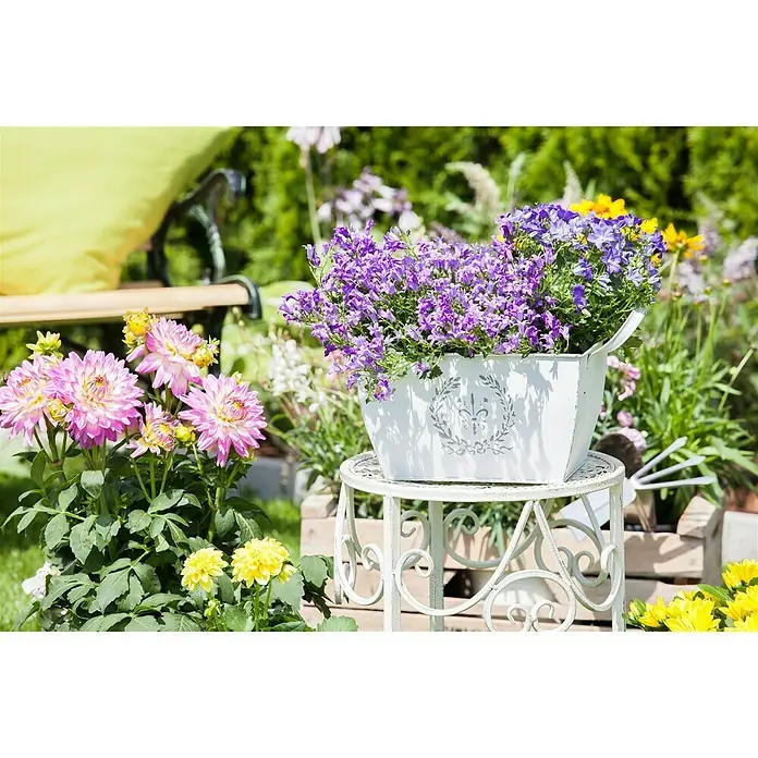 Piardino Polsterglockenblume - Campanula porscharskyana, Violett - Blumenarrangement mit lila Glockenblumen in einem verzierten weißen Topf auf einem Beistelltisch, umgeben von bunten Blumen im Garten.