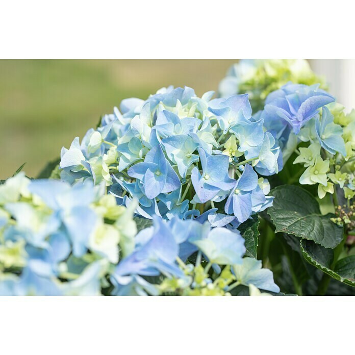 Piardino BauernhortensieHydrangea macrophylla, Artenabhängig Detail Shot