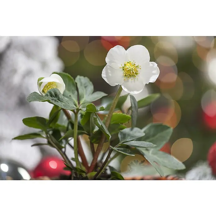 Piardino Christrose - Helleborus niger 'Hellada', Topfgröße: 14 cm, Sortenabhängig - Nahaufnahme einer weißen Christrose (Helleborus niger) mit gelber Mitte vor einem unscharfen Hintergrund.
