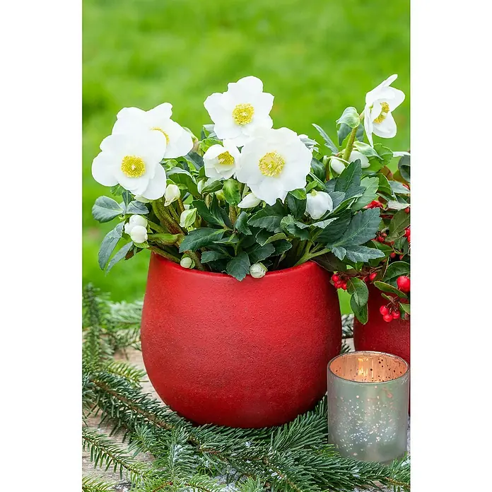 Piardino Christrose - Helleborus niger 'Hellada', Topfgröße: 14 cm, Sortenabhängig - Weihnachtsdekoration mit einer roten Topfpflanze mit weißen Christrosen, umgeben von Tannenzweigen und einer Kerze.
