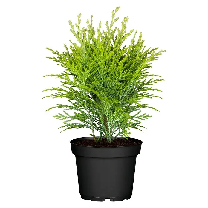 Piardino Tuya occidental - Thuja occidentalis 'Smaragd', 5 l - Primer plano de una conífera en maceta con agujas verdes en una maceta negra, ideal para interiores.