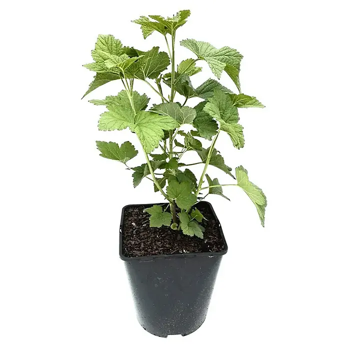 Schwarze Johannisbeere Titania - Ribes nigrum Titania, Topfvolumen: 3,5 l, Busch, Erntezeit: Juli - Ein grüner Johannisbeerstrauch in einem schwarzen Topf, ideal für den Anbau von frischen Beeren im eigenen Garten oder auf dem Balkon.