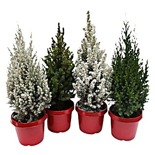 Piardino Zuckerhut-Fichte im roten Topf (Juniperus stricta oder Picea conica, Topfgröße: 2 l, Aktuelle Wuchshöhe: 60 cm - 70 cm)