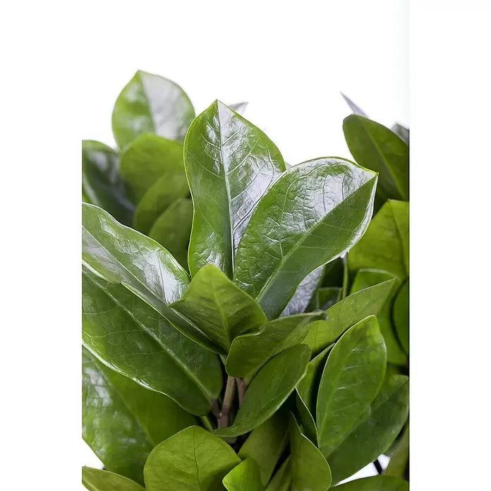 Piardino Glücksfeder im Korb - Zamioculcas zamiifolia, Topfgröße: 19 cm - Nahaufnahme einer Zimmerpflanze mit vielen glänzenden, dunkelgrünen Blättern.