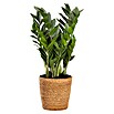 Zamioculcas zamiifolia 19 im Korb