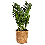 Zamioculcas zamiifolia 19 im Korb