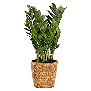 Piardino Glücksfeder im Korb (Zamioculcas zamiifolia, Topfgröße: 19 cm)