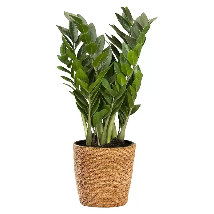 Piardino Glücksfeder im Korb - Zamioculcas zamiifolia, Topfgröße: 19 cm - Eine Glücksfeder mit dunkelgrünen Blättern in einem runden, hellbraunen geflochtenen Topf.