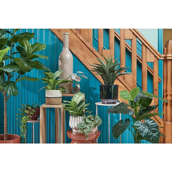 Mica Decorations Pflanzkorb DamianL x B x H: 16 x 16 x 16 cm, Weiß - Vielfältige Zimmerpflanzen auf Podesten, darunter ein Geigenfeigenbaum und Aglaonema, vor blau getäfelter Wand mit Holztreppe.