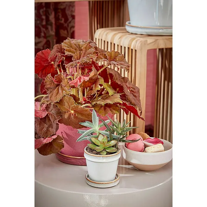 Mica Decorations Übertopf rund Clint - Außenmaß (Ø x H): 7,5 x 7,5 cm, Weiß, Keramik - Nahaufnahme eines kleinen Sukkulenten-Arrangements in einem Topf, daneben eine Schale mit Macarons und Süßigkeiten.