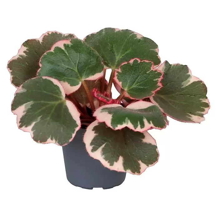 Piardino Steinbrech - Saxifraga Stolonifera, 6 cm - Buntblättrige Pflanze mit grünen Blättern, weißen und rosa Rändern, in einem dunkelgrauen Topf.