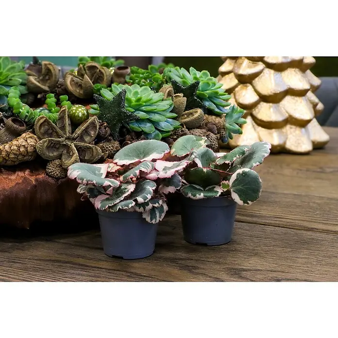 Piardino Steinbrech - Saxifraga Stolonifera, 6 cm - Zwei entzückende Begonienpflanzen in grauen Töpfen, ein weihnachtliches Blumenarrangement und ein goldener Deko-Baum auf einem Holztisch.