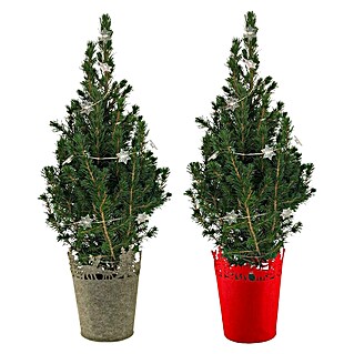 Piardino Adventsarrangement Picea im Filztopf (Picea glauca Conica, Topfgröße: 19 cm)