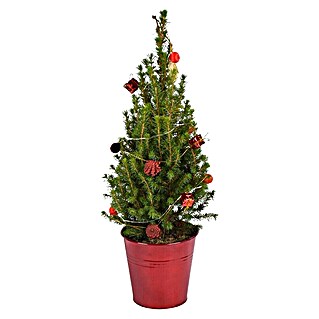 Piardino Adventsarrangement Picea im Zinktopf (Picea glauca Conica, Topfgröße: 15 cm)