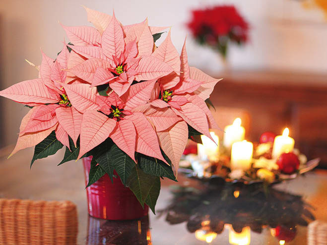 Standort vom Weihnachtsstern